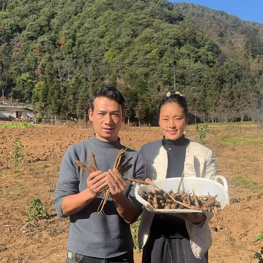 四川大凉山 新鲜甜当归煲汤炖鸡 会东县淌塘镇淌塘村孙老表家种植