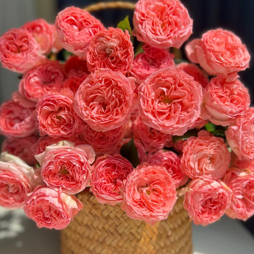 【月亮花圃】多头（活泼女孩）玫瑰 1单普通快递，2单以上顺丰冷链