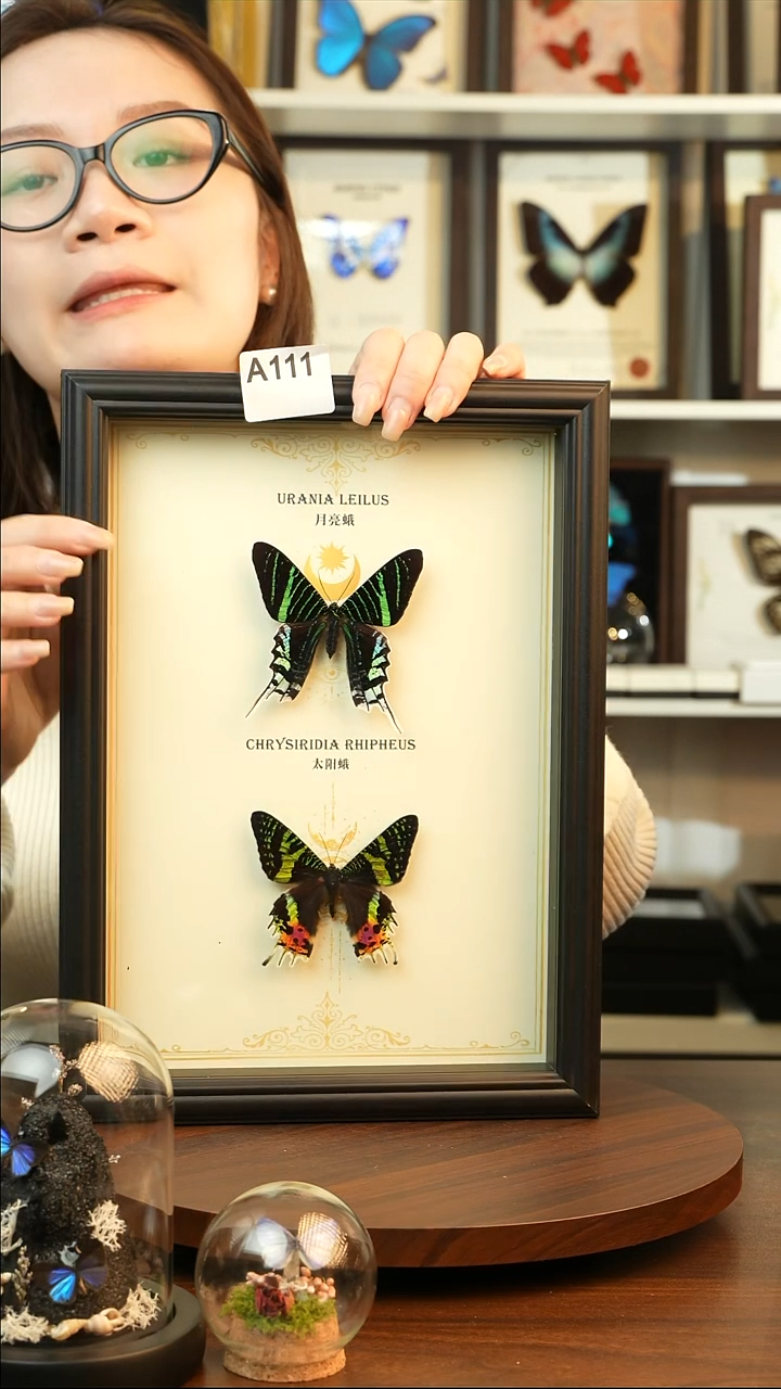 太阳蛾+月亮蛾双蝶组合款A4欧式黑框A111