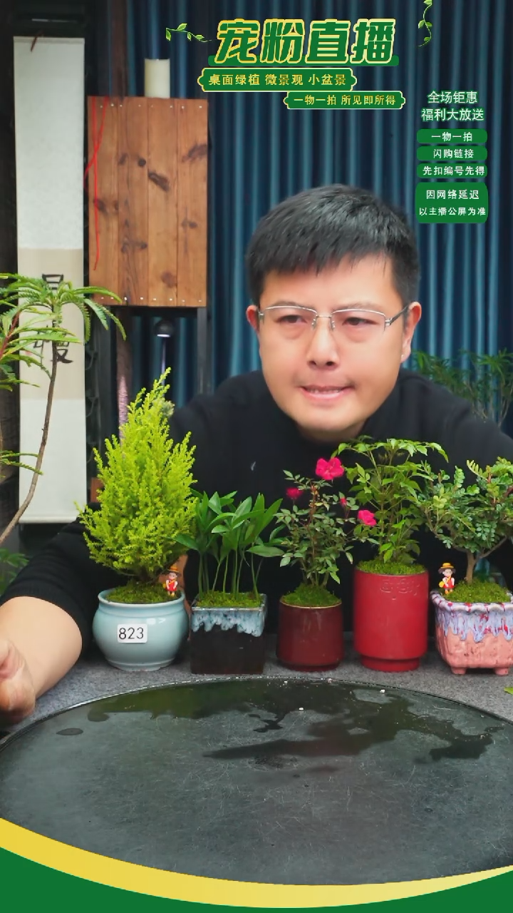 无花朵成****举苔藓微景观823号