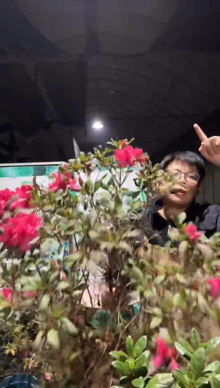 日舞2加仑杜鹃带盆带花发货