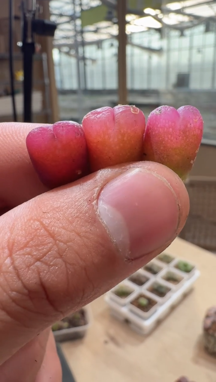 31多肉植物肉锥吕氏蜜桃一颗