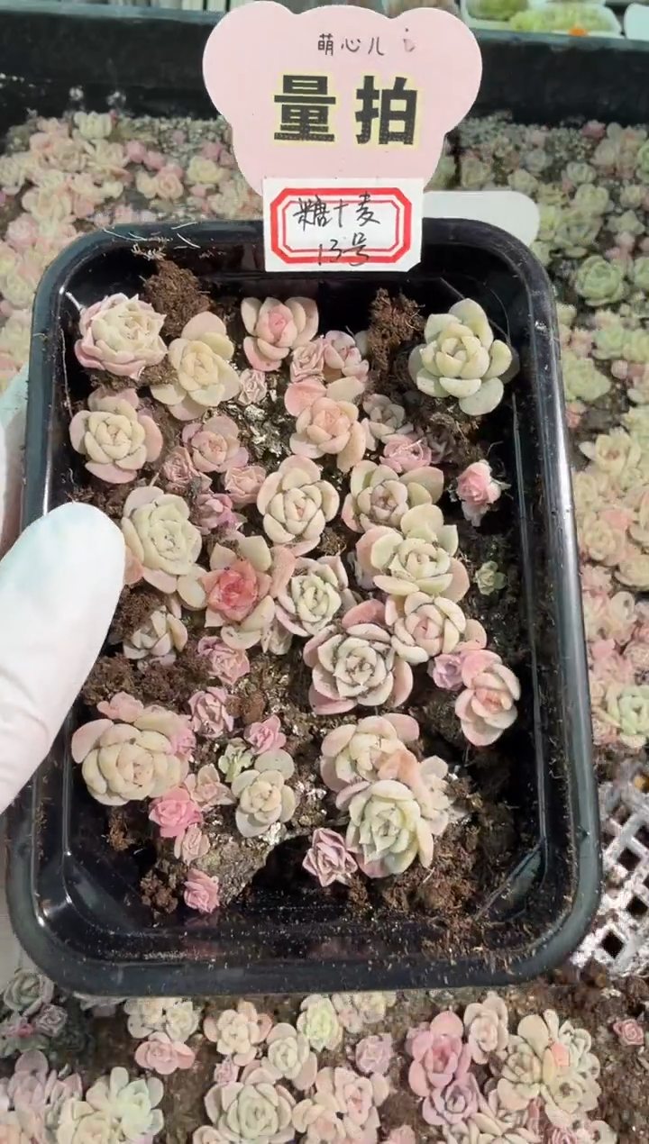 13号切糕1盒 量拍多肉植物