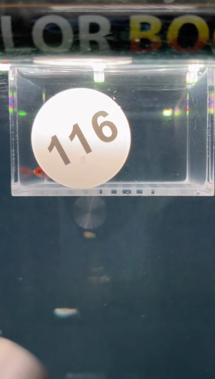 灯科鱼Z***t【116】红火蚁