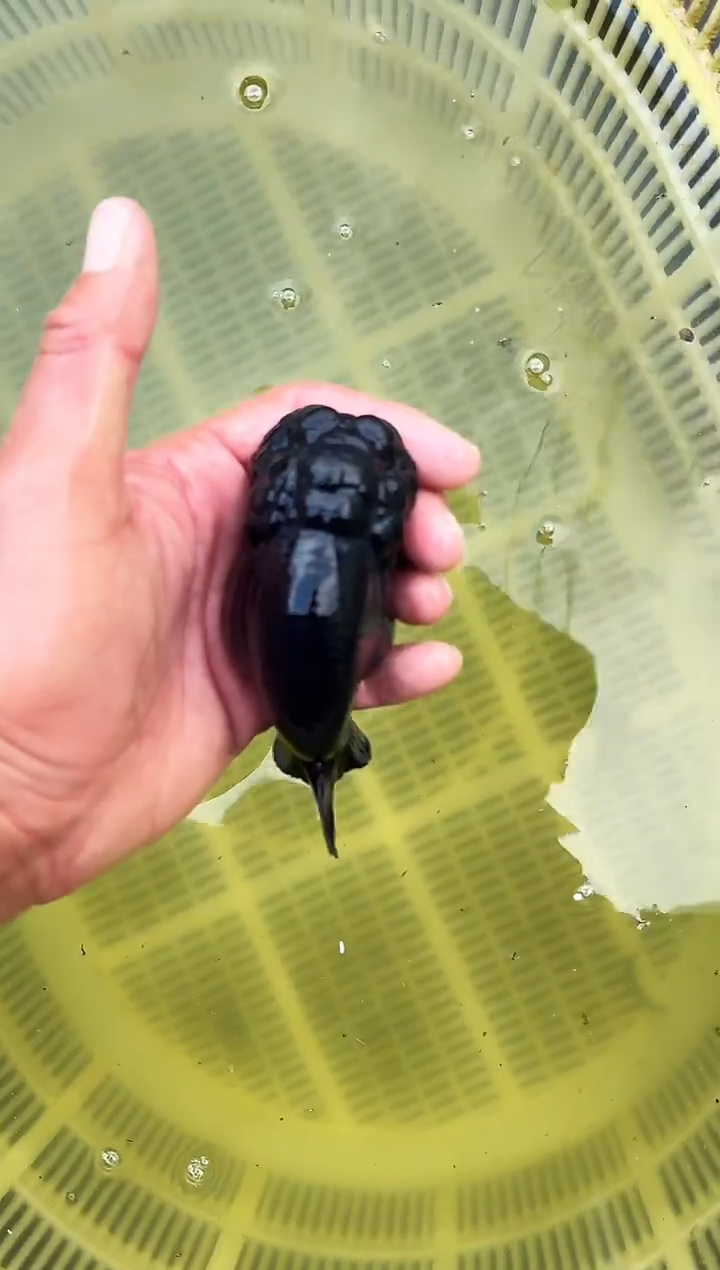 金鱼世**平水娃娃观赏鱼兰寿金鱼  不包邮