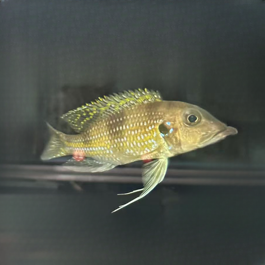 阿里特斯鸭嘴底栖鱼三湖慈鲷观赏鱼热带好养工具活体新手易养活