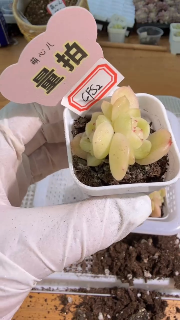 CFS2四方一盆 单双混 量拍混发