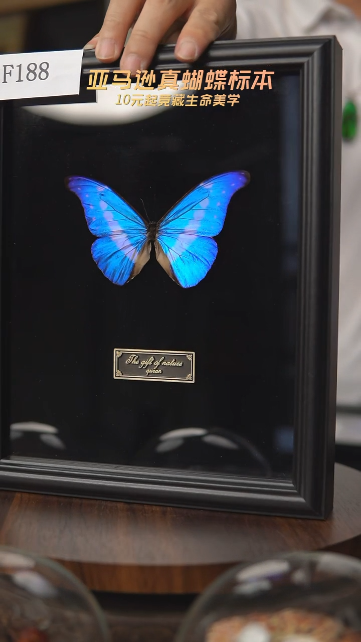 蝴蝶标本摆件拍卖f188
