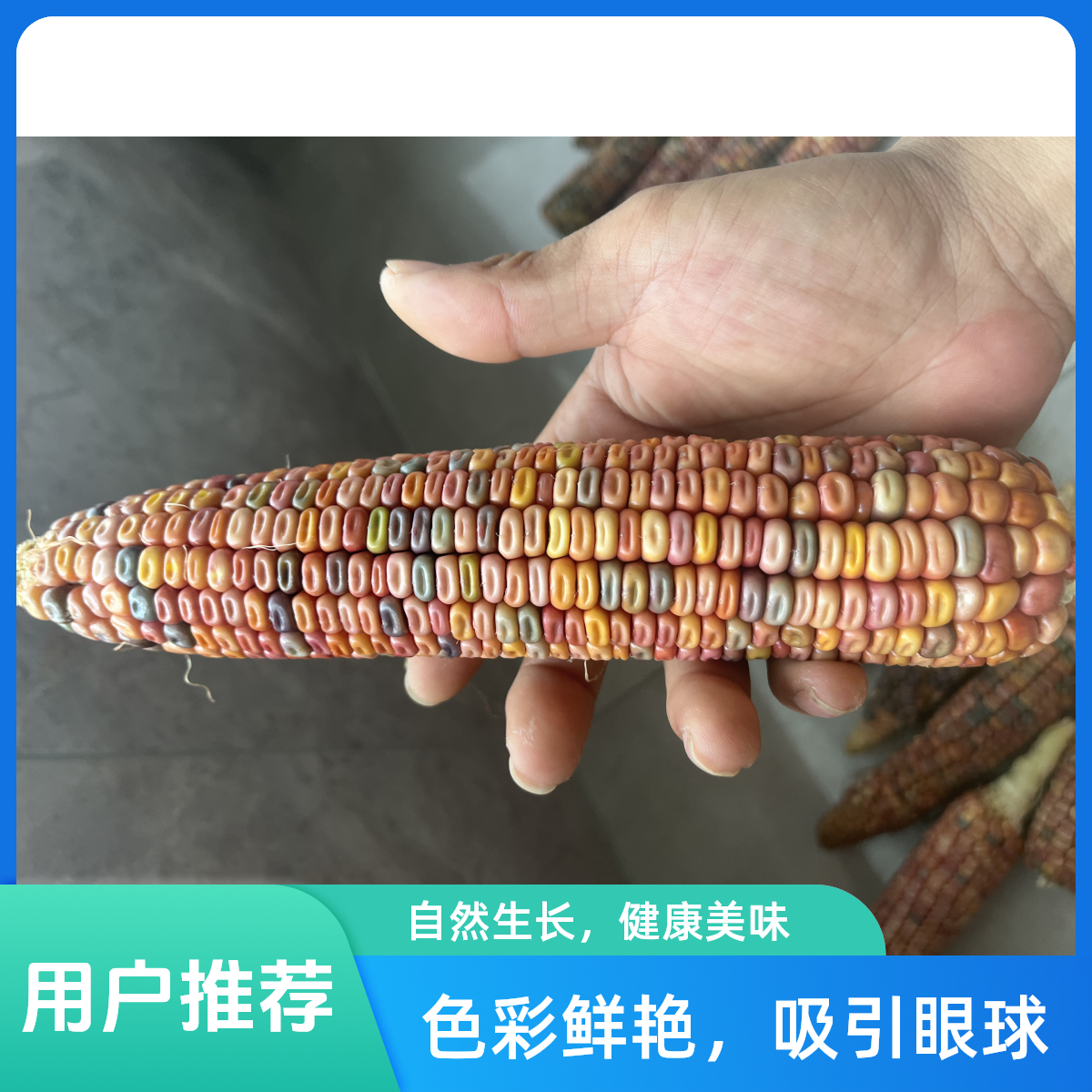 文玩玉米 直播间一物一拍
