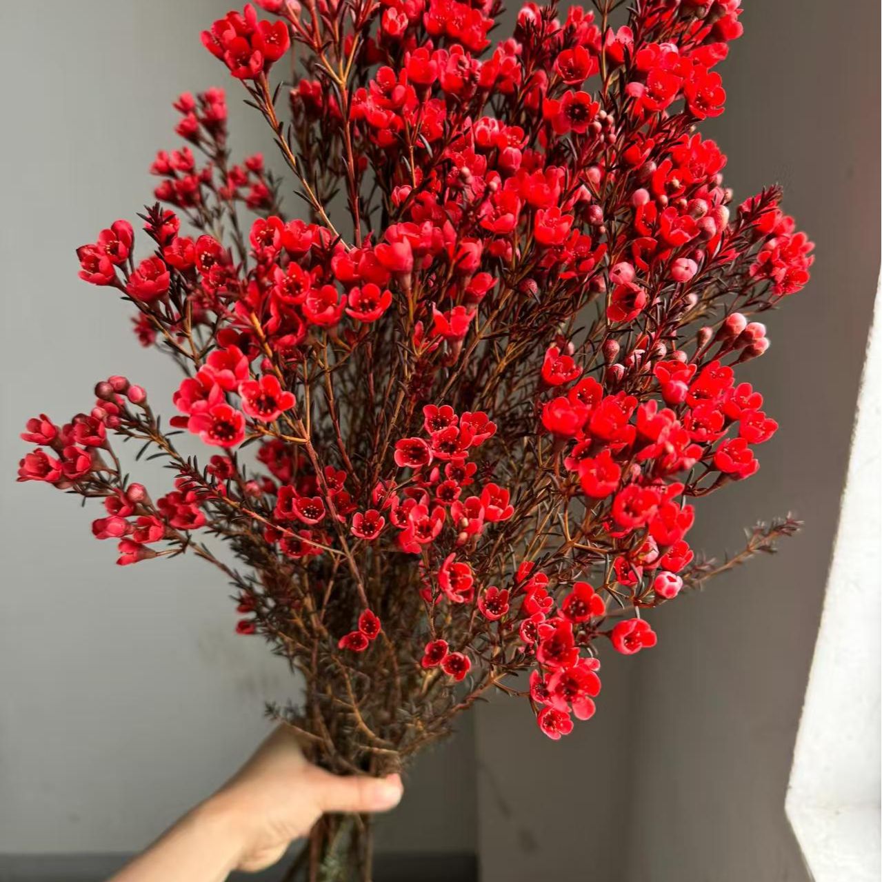 果语精选【澳洲红色腊梅200克】云南鲜花批发次日达