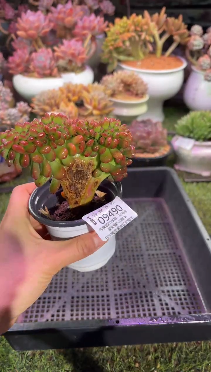 【闪购商品】09490