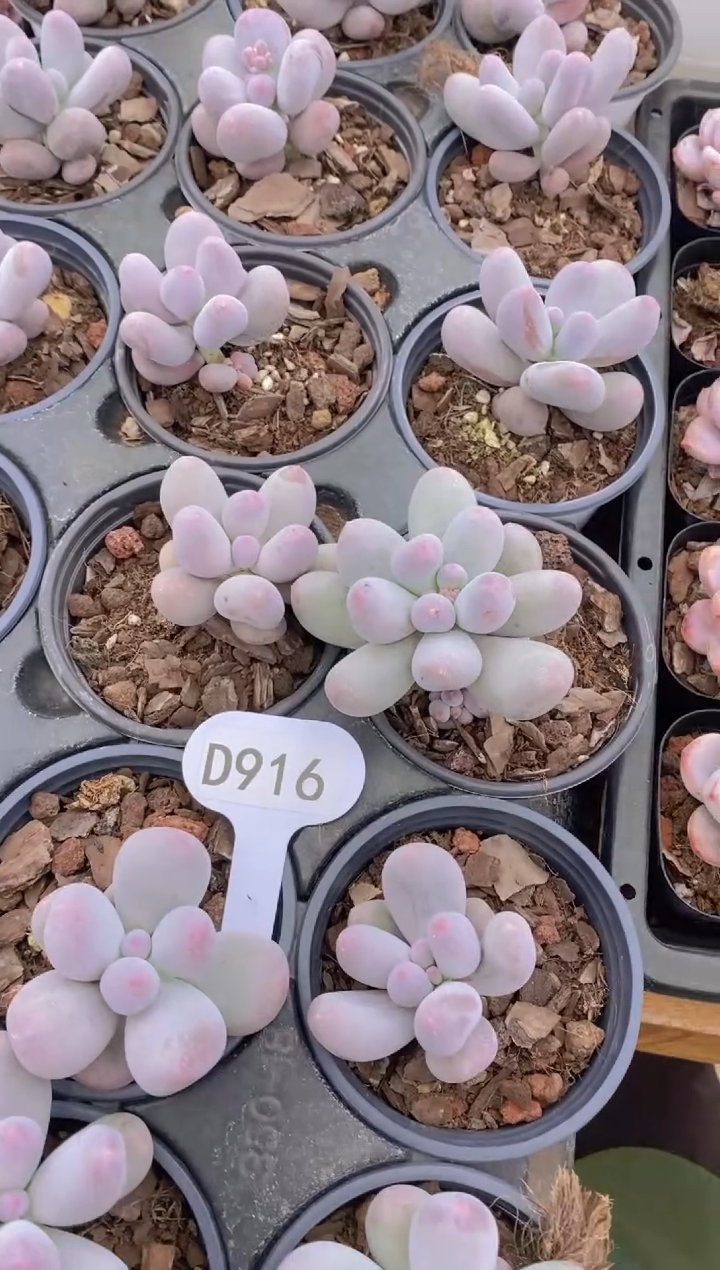 【闪购商品】D916-米可奶酪-脱土