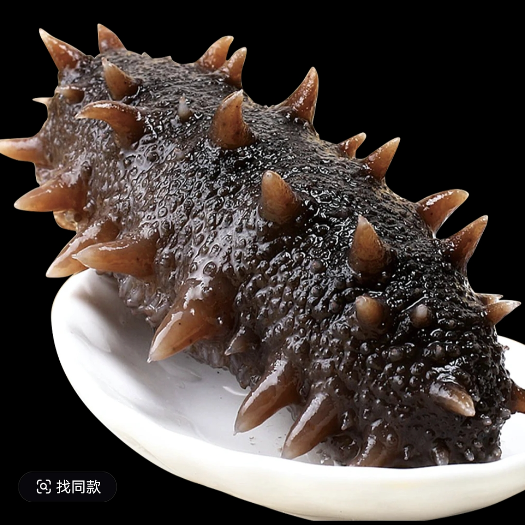 【中端鲜食纯Q纯弹】鲜口即食海参 正宗辽刺参（现场称重）