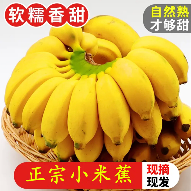 正宗酸甜小米蕉 新鲜香蕉 当季新鲜孕妇水果现采现发整箱包邮