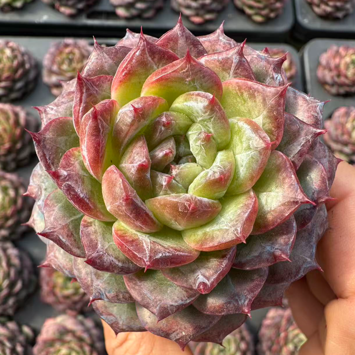 5#圣罗兰之心多肉植物     前男友精品多肉