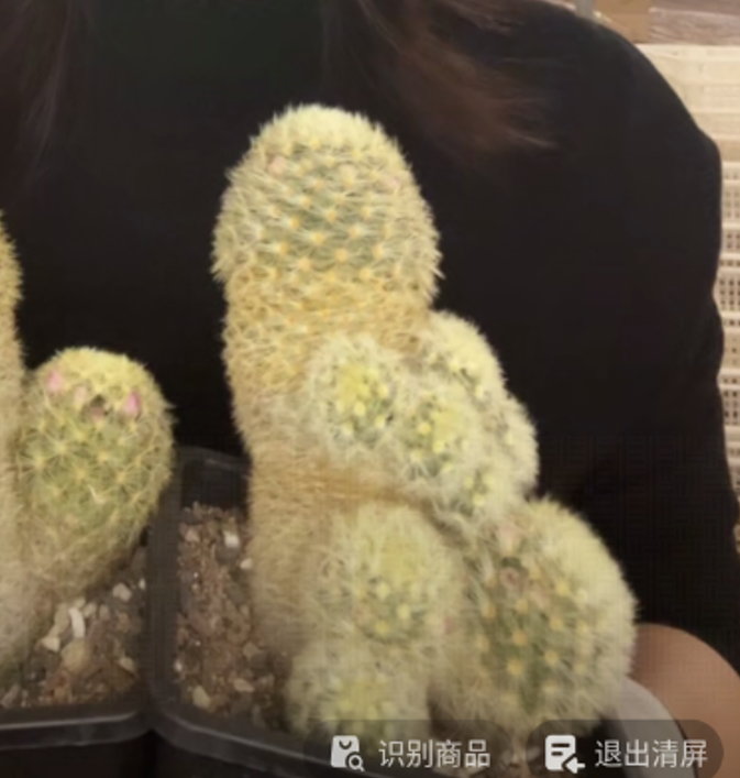 二妹园艺【 1颗  群生嘉文丸   实生根 】带盆土随机发货