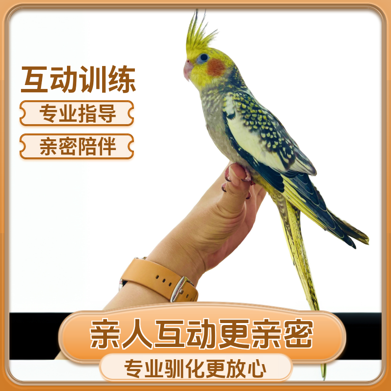 可放飞玄凤鹦鹉活体 【已驯化】宠物鸟鹦鹉互动鹦鹉活体（一物一拍）