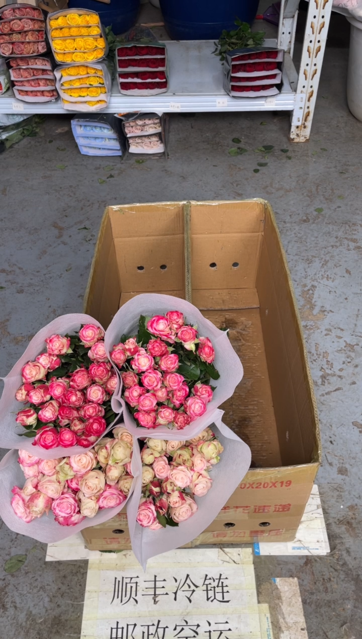 单头折射20枝4扎