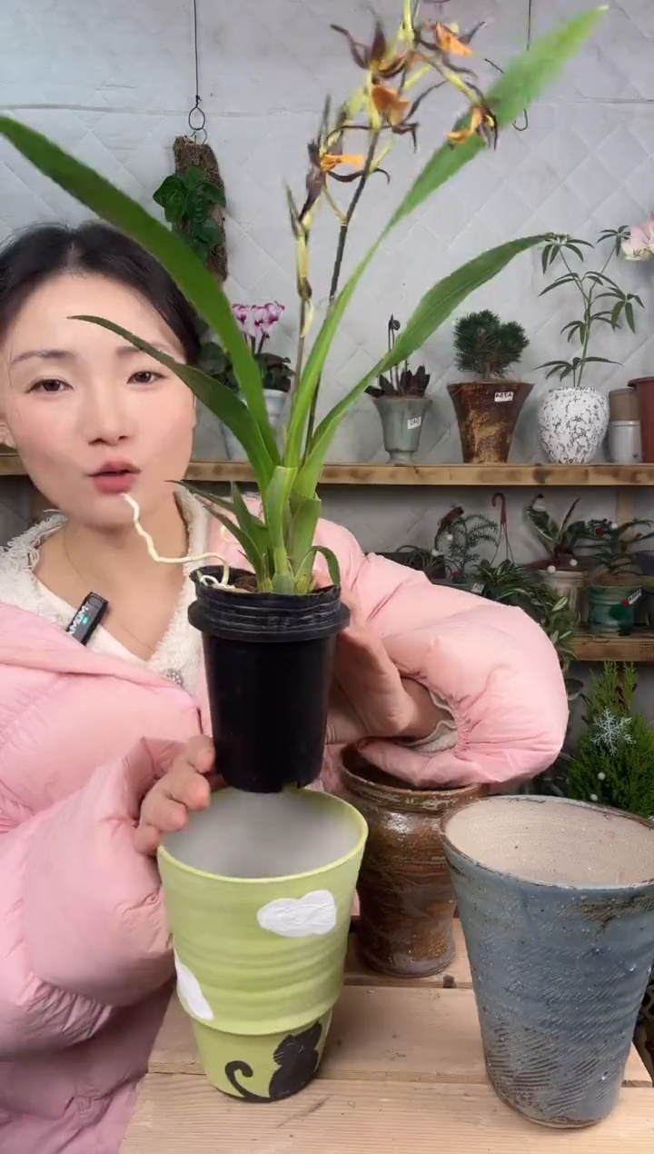 无花朵蜘蛛兰育苗盆911