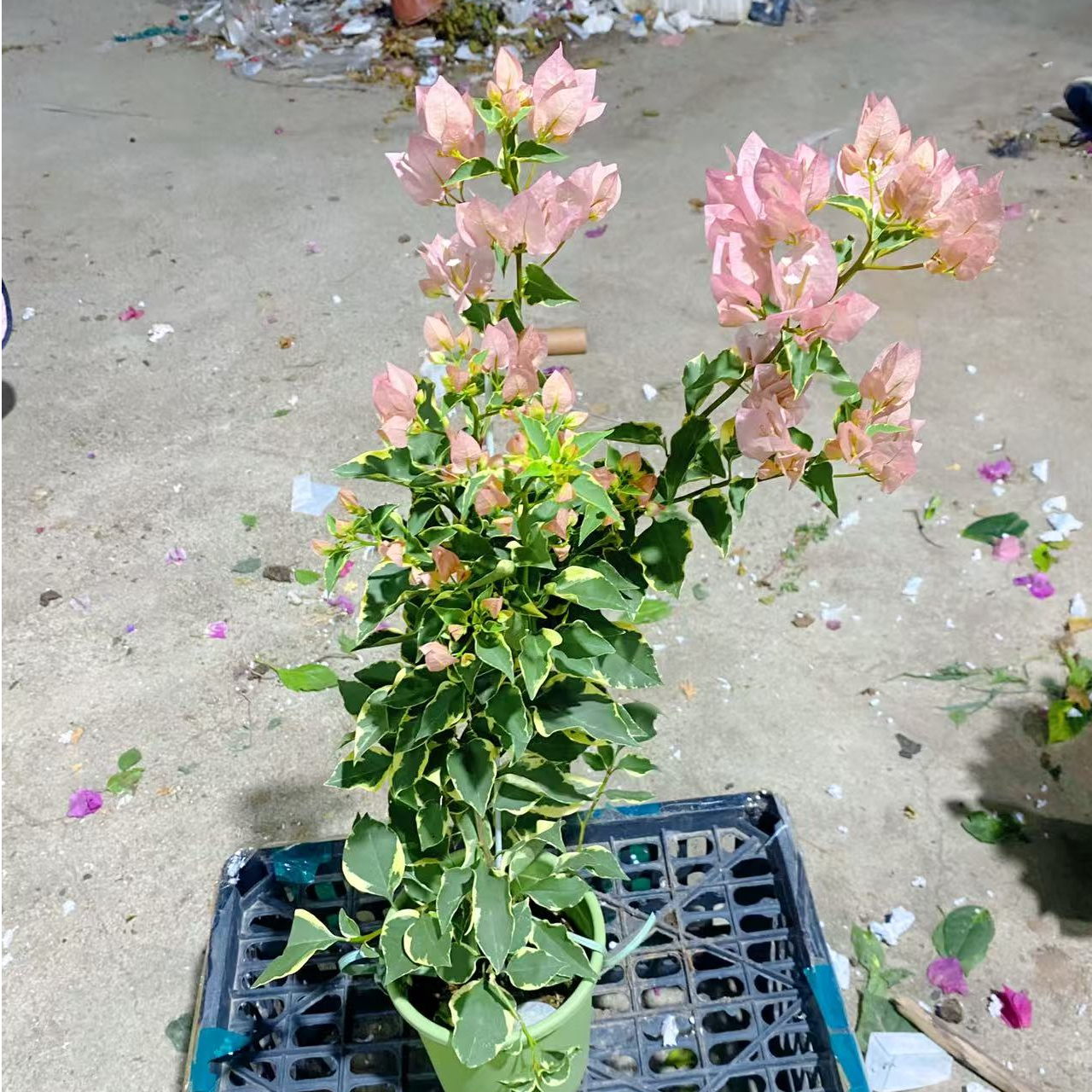 （马斯）三角梅四季开花阳台花卉掉花掉叶介意慎拍