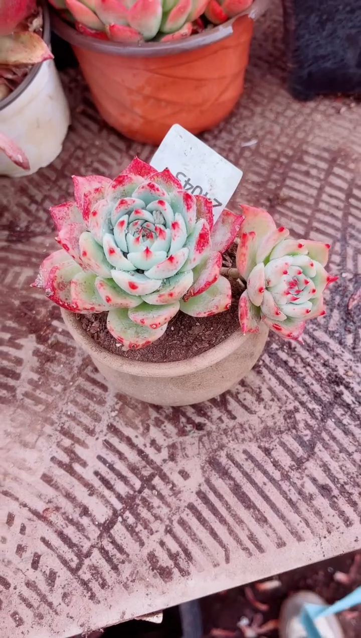 年**?跃跃精品多肉24043