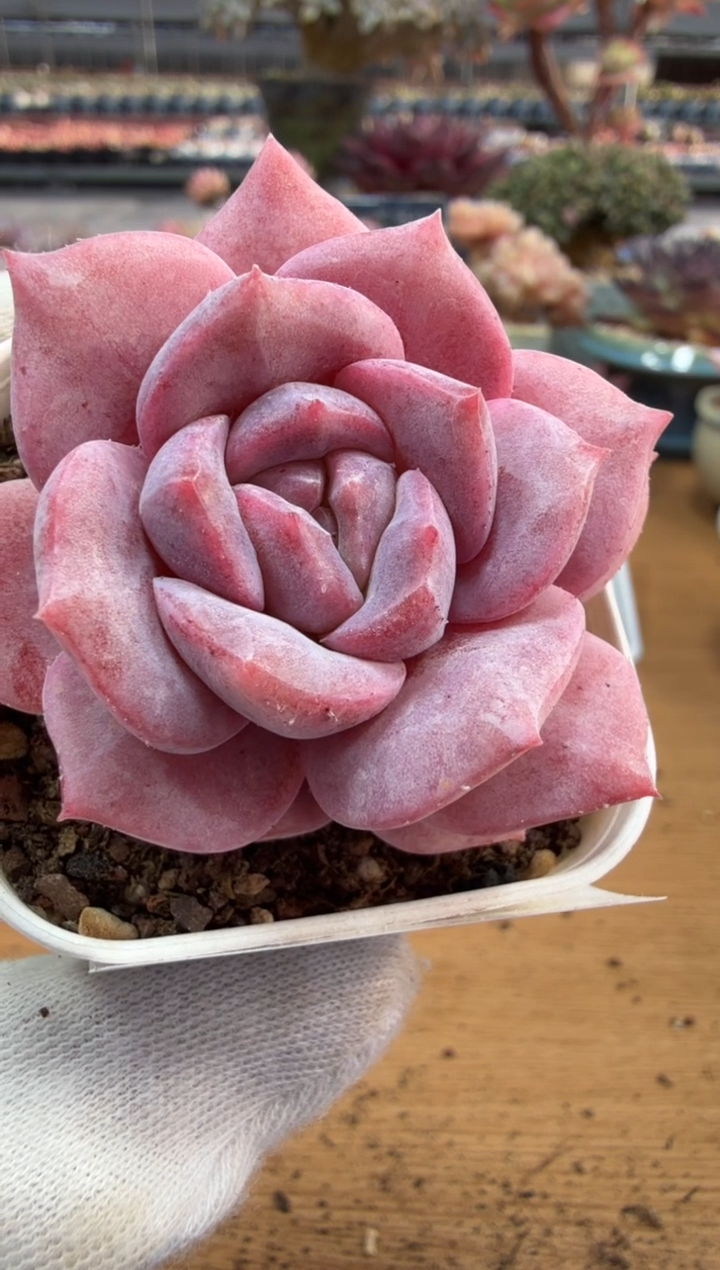 东云多肉园二店-317