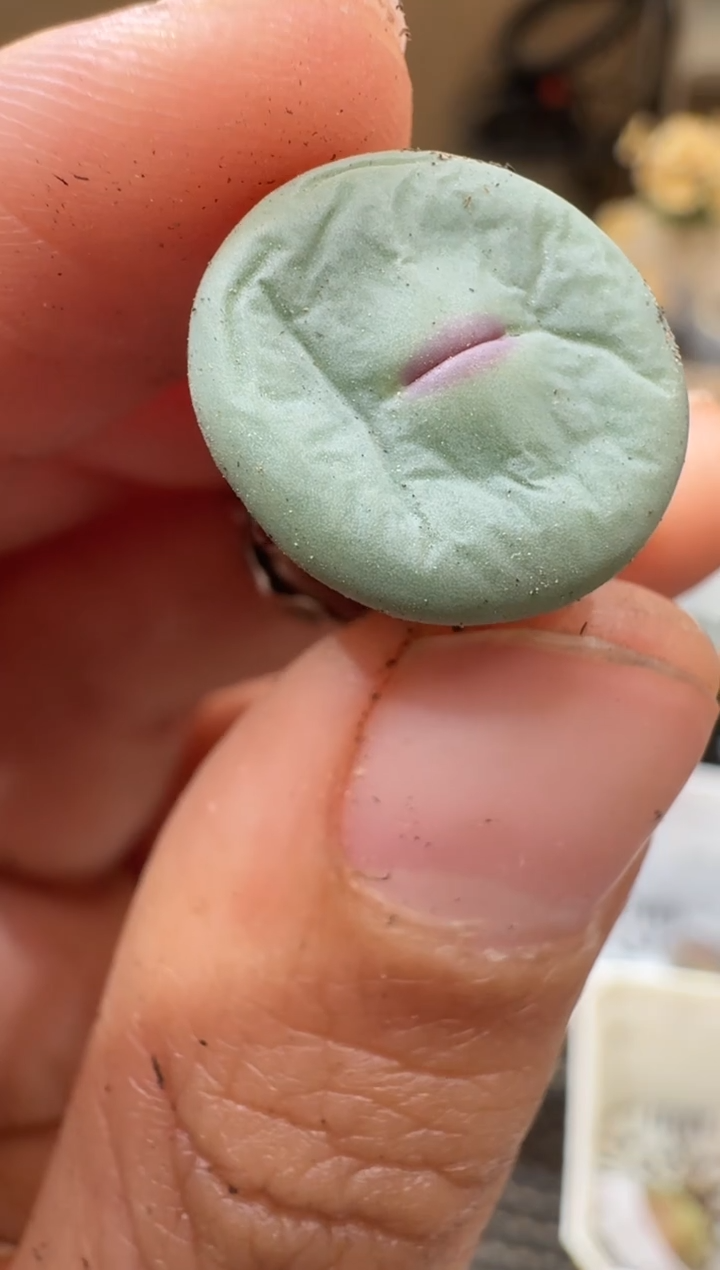 30-238多肉植物肉锥