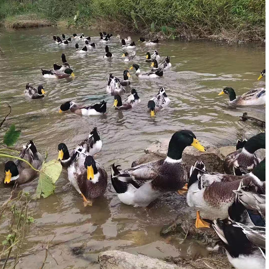 【顺丰冷链】现杀广西土鸭青头鸭山水五谷杂粮喂饱散养180天