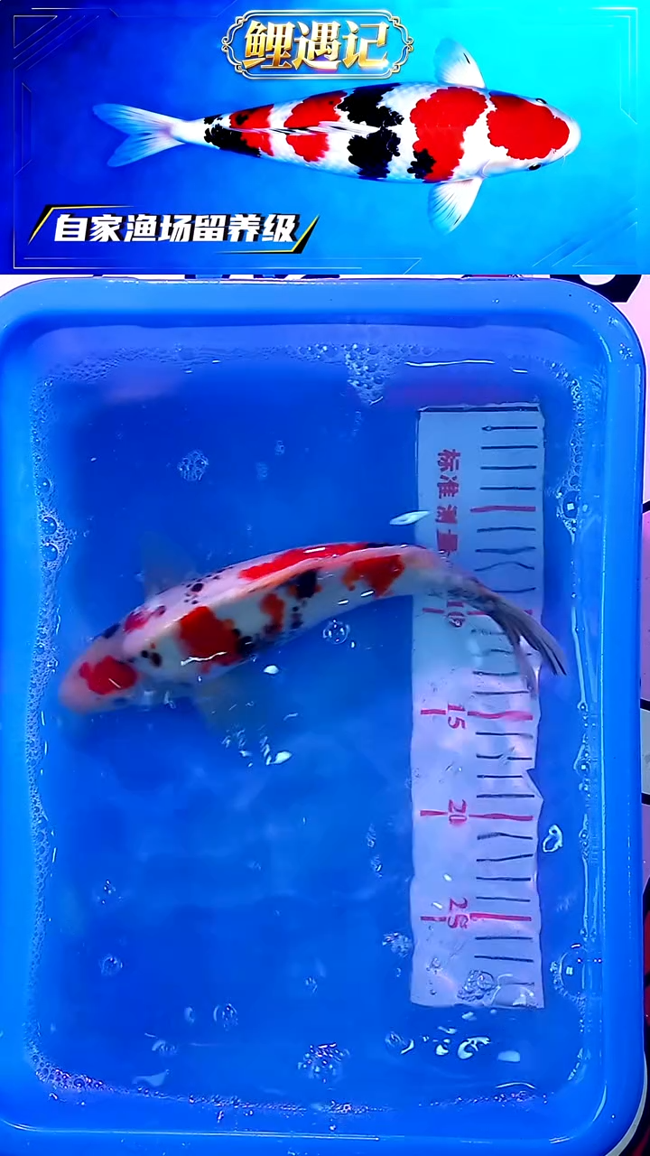 锦鲤12月23日锦鲤67