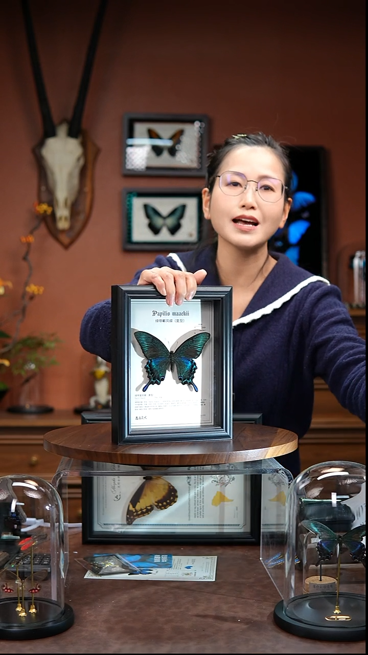 绿带翠凤蝶 夏  科普款  常规