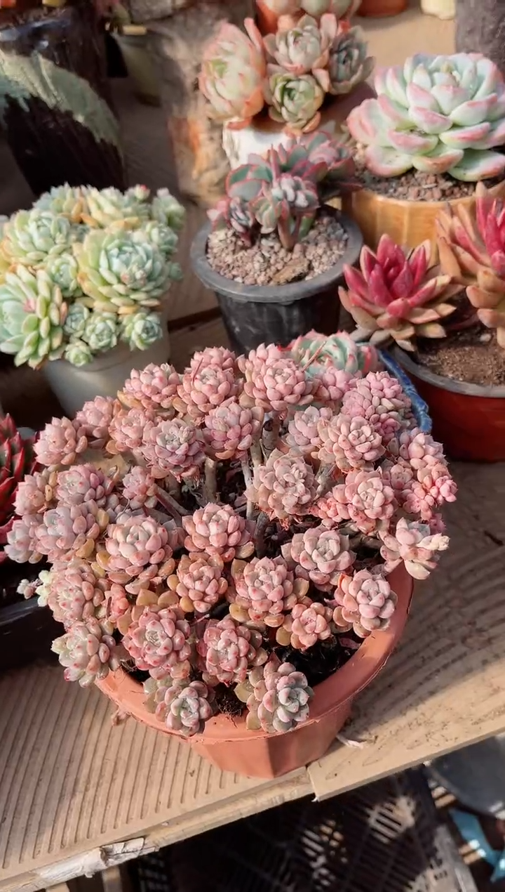 【闪购商品】13201