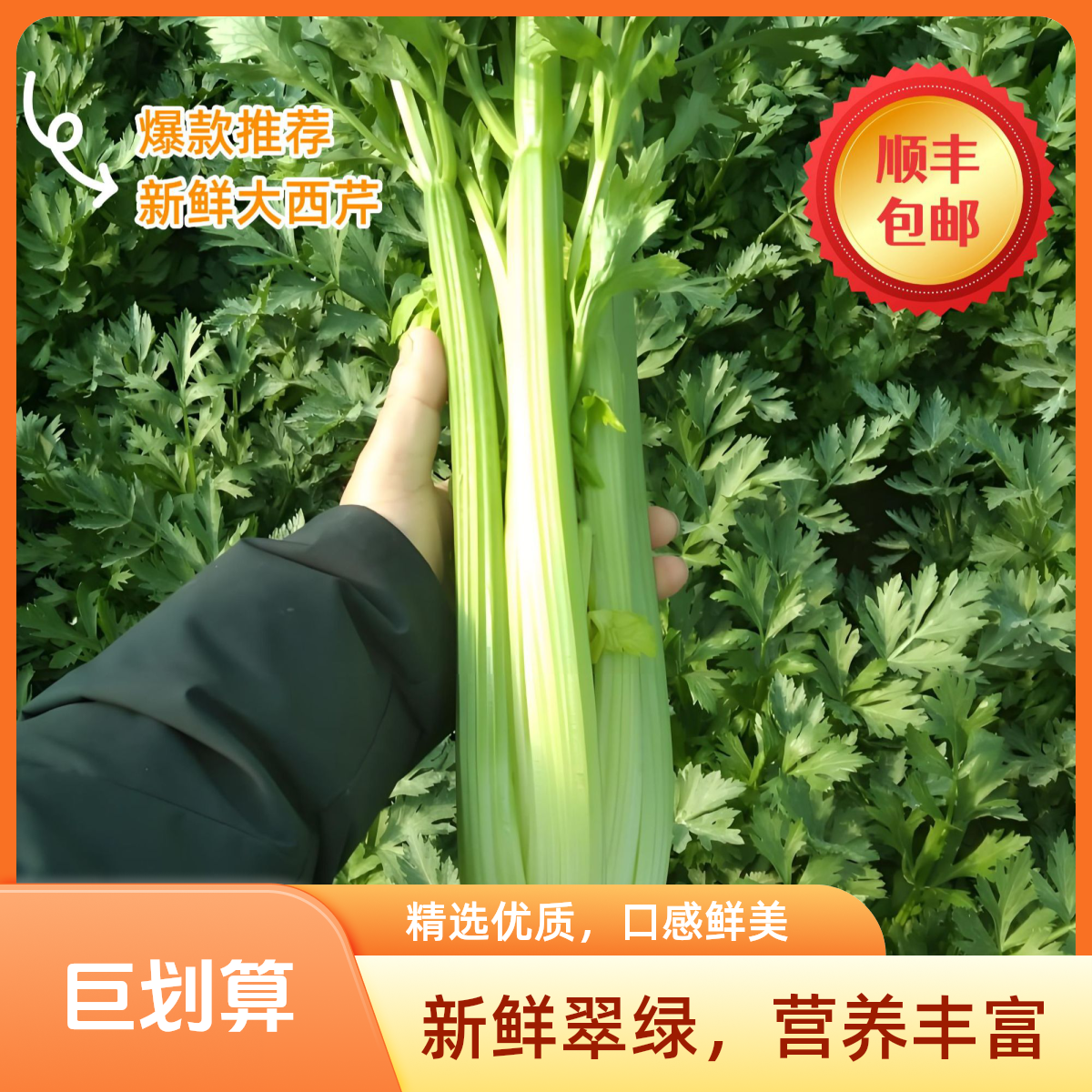 【津园生鲜】水果西芹、天津本地 现拔现发  不水洗 不泡药  水果西芹、（3/5/9）顺丰送货上门绿色蔬菜西芹