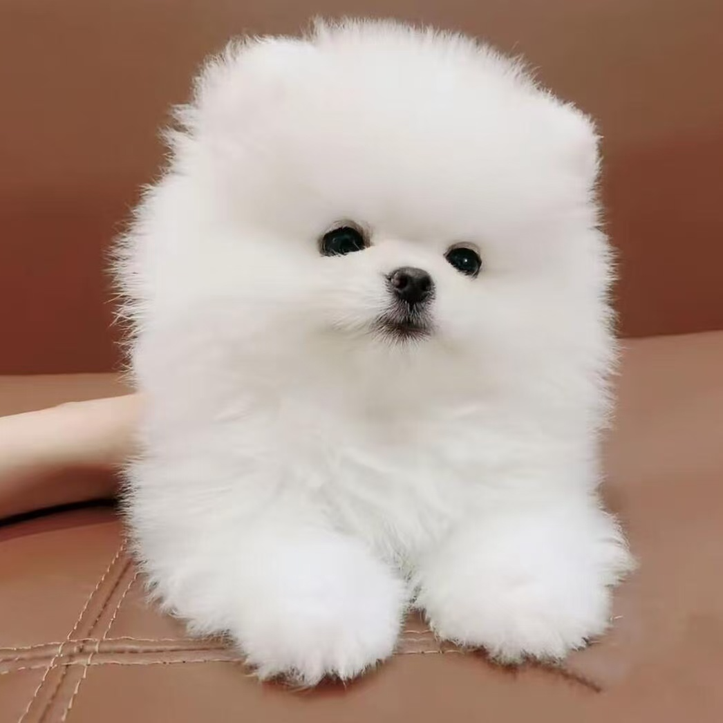 【自选纯种小型犬】幼犬比熊博美泰迪宠物活体 
