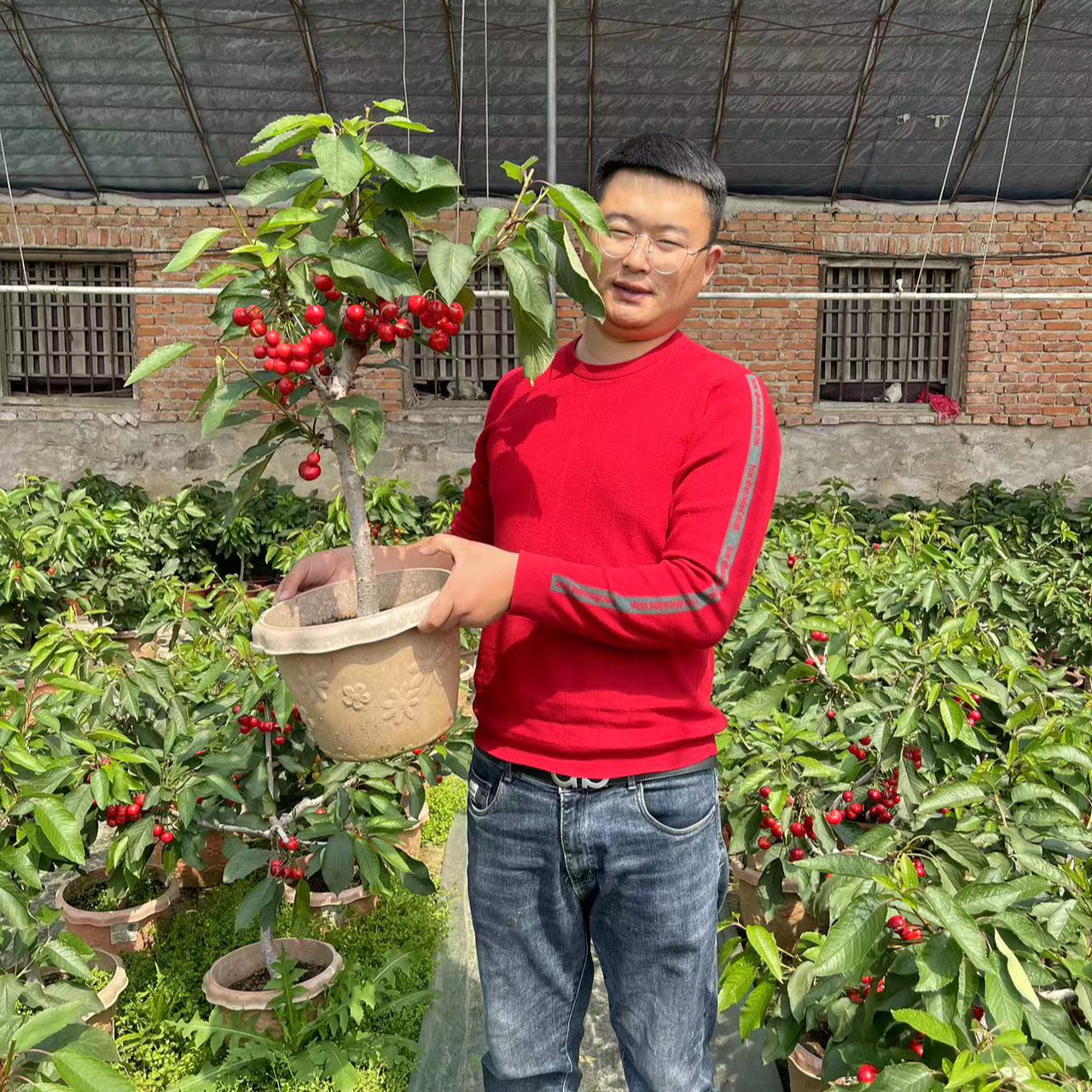 黑珍珠樱花园植物盆栽