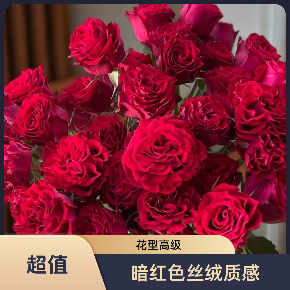 黑哥的植物黑神话月季浓香多季节重复开花耐热耐晒地栽盆栽