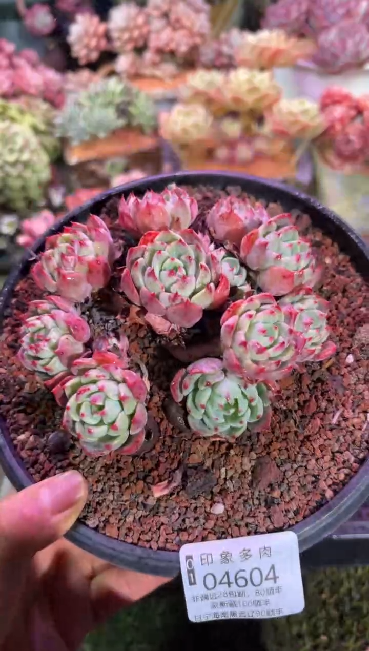 【闪购商品】04604