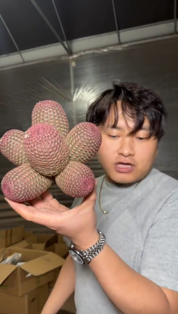 5头起 红太阳【带根】