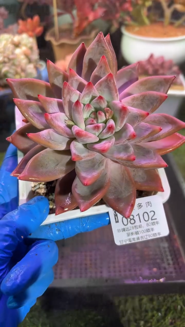 【闪购商品】08102