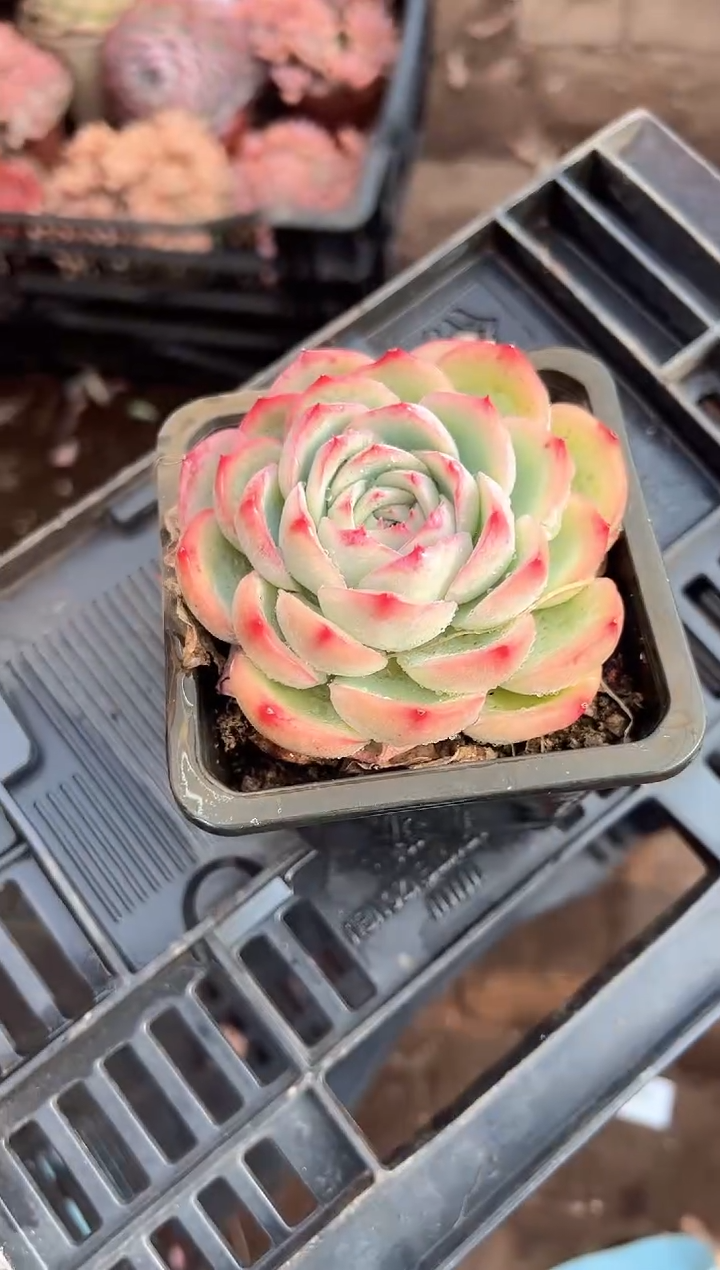 快**生多肉植物一物一拍10238