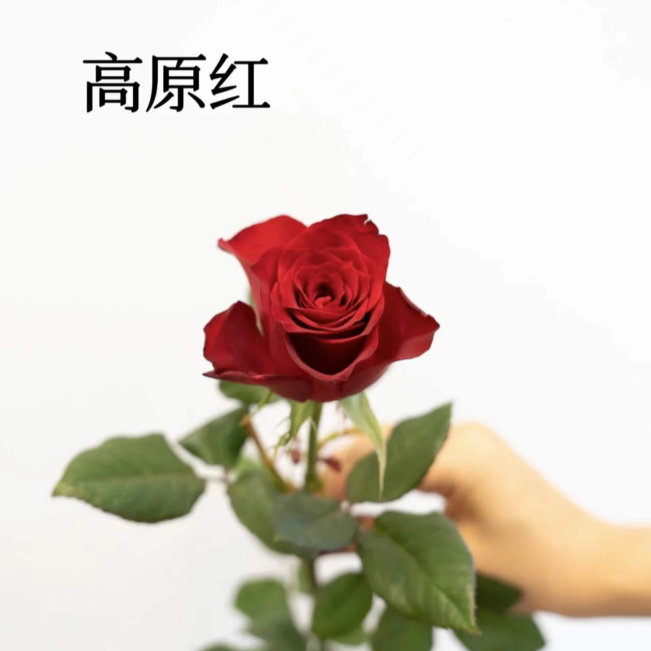 『高原红10支』家居养花  单头玫瑰 全场任意满两单及以上鲜花同城包邮 