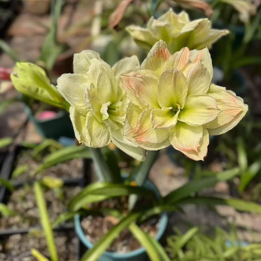青苹果-朱顶红带花苞发货绿植带花苞种球室内栽种阳台盆栽花卉