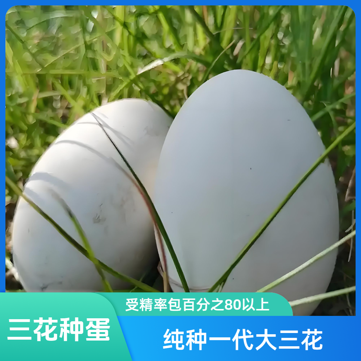 纯种一代大三花鹅受精蛋蒲三受精蛋包百分之80以上顺丰包邮