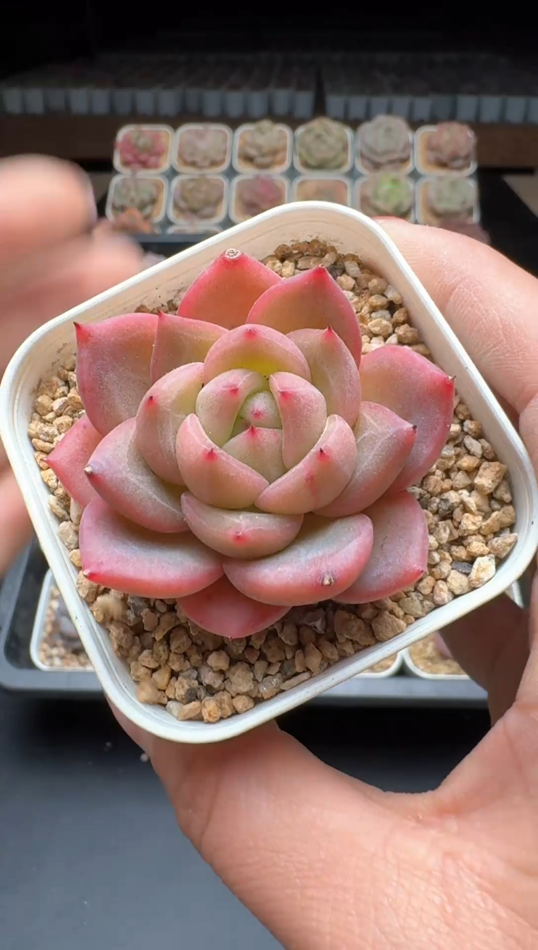 【闪购商品】731号一物一拍珍妮多肉花卉植物3颗起发