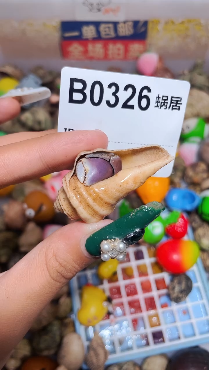 陌派甄选寄居蟹0326