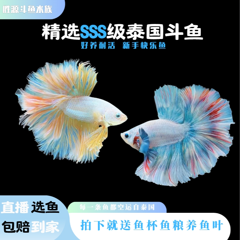 1单送鱼粮601-700号泰国斗鱼小型热带观赏鱼网红懒人桌宠好养耐活