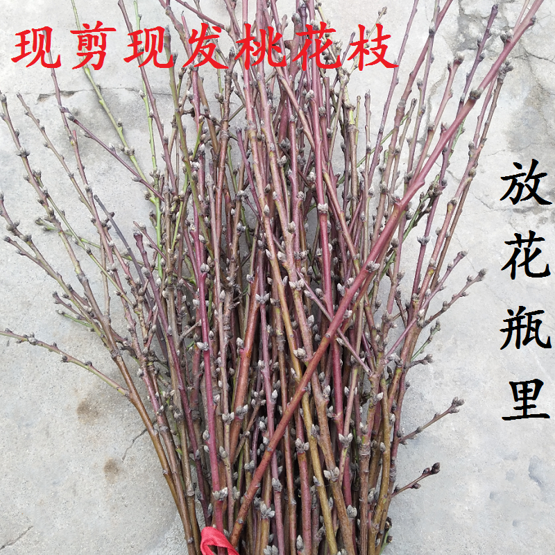 新鲜现剪桃花枝桃树枝带芽苞运招桃花水培婴儿出院压惊哭泡水桃木