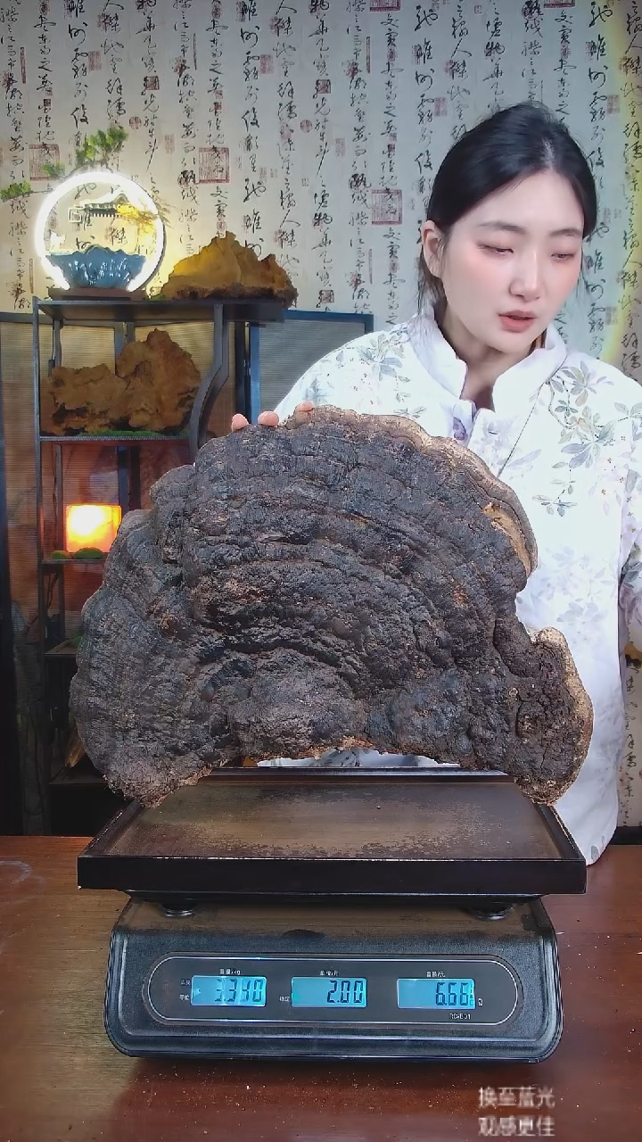 红缘拟层孔菌中国大陆【藏区野生】红缘树舌（6.11斤）60-70年份