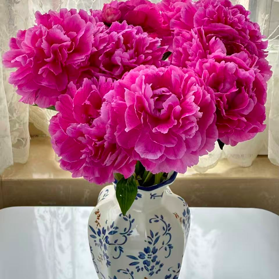 【大富贵】千层重瓣芍药山东菏泽芍药三年原棵裸根 包对版