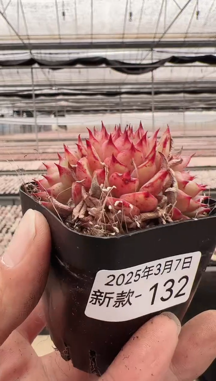 【闪购商品】新款多肉-132