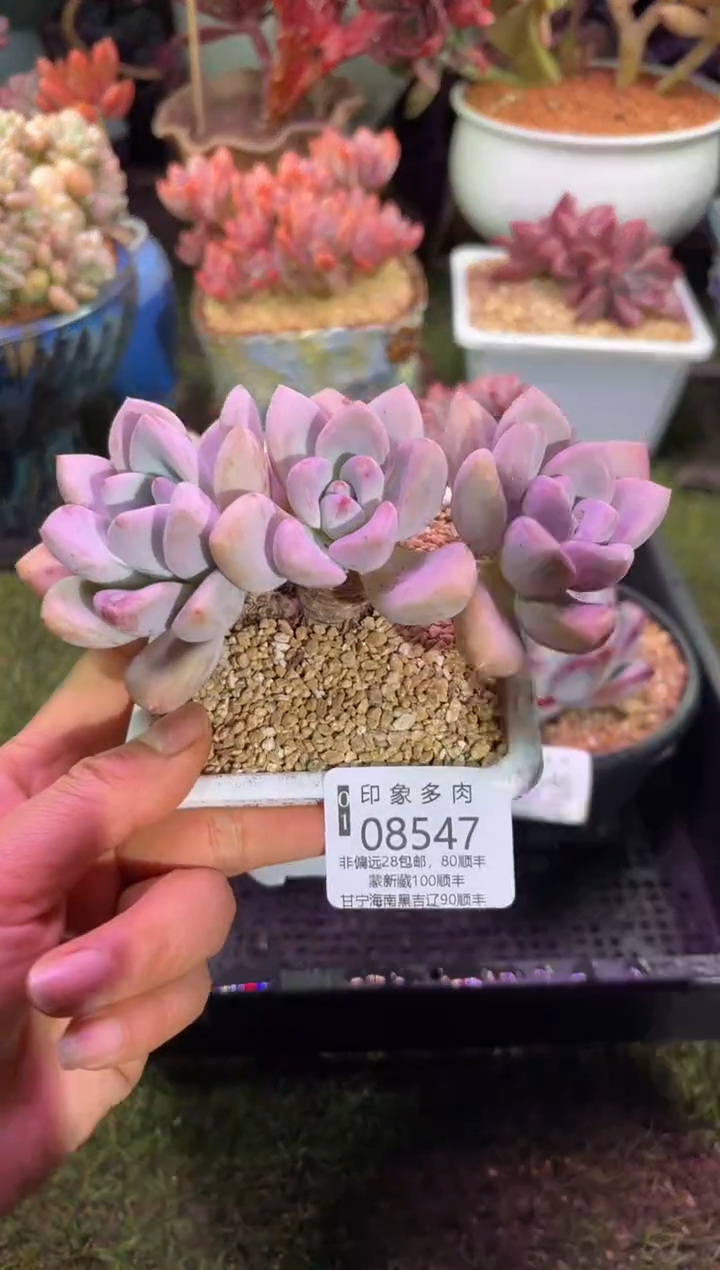 【闪购商品】08547